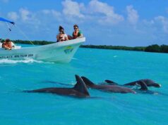 Dolphin Discovery in Punta Cana