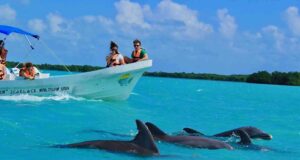 Dolphin Discovery in Punta Cana