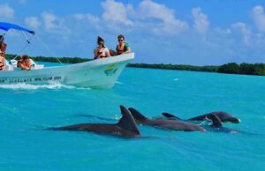 Dolphin Discovery in Punta Cana