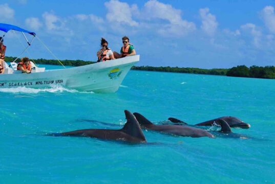 Dolphin Discovery in Punta Cana