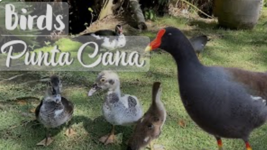 Ornitología: La Riqueza y variedad de  Aves en Punta Cana
