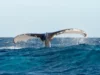 Avistamiento de Ballenas en Samaná Bay