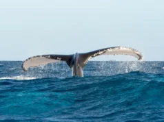 Avistamiento de Ballenas en Samaná Bay
