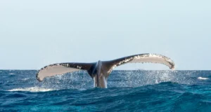 Avistamiento de Ballenas en Samaná Bay