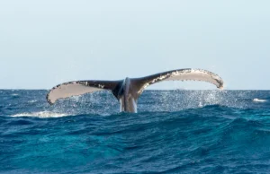 Avistamiento de Ballenas en Samaná Bay