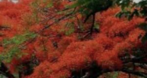 EL CAMINO INTERIOR DE PUNTA CANA