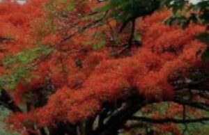 EL CAMINO INTERIOR DE PUNTA CANA