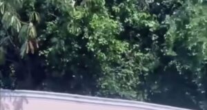 RIU HOTELS ALEGA SOLO PERMITIRÁ BUSES AUTORIZADO POR ADOTRATUR. CHÓFERES PROTESTAN.