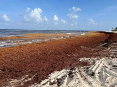 LO QUE MÉXICO ESTÁ HACIENDO CON EL SARGAZO Y PUNTA CANA PUEDE IMITAR