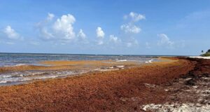 LO QUE MÉXICO ESTÁ HACIENDO CON EL SARGAZO Y PUNTA CANA PUEDE IMITAR