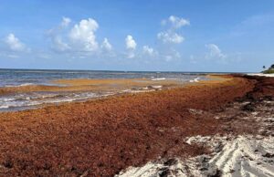 LO QUE MÉXICO ESTÁ HACIENDO CON EL SARGAZO Y PUNTA CANA PUEDE IMITAR