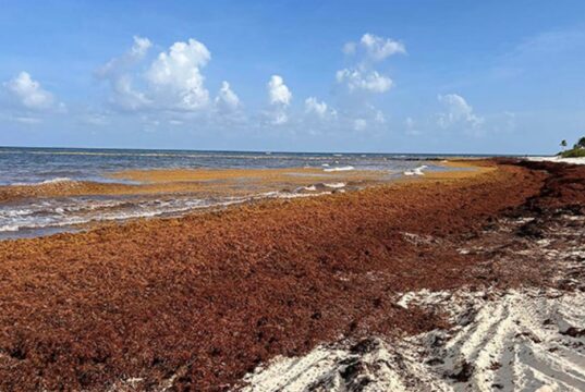 LO QUE MÉXICO ESTÁ HACIENDO CON EL SARGAZO Y PUNTA CANA PUEDE IMITAR