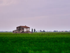 Campo de arroz usado como imagen de referencia; fotografía tomada en el Delta del Ebro, España