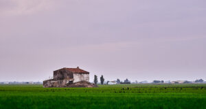 Campo de arroz usado como imagen de referencia; fotografía tomada en el Delta del Ebro, España