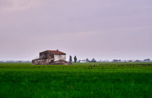 Campo de arroz usado como imagen de referencia; fotografía tomada en el Delta del Ebro, España