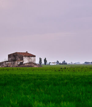 Campo de arroz usado como imagen de referencia; fotografía tomada en el Delta del Ebro, España