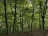 Bosque del Parque Nacional Dilijan, Armenia, fotografiado en septiembre de 2025 por Avetisyan Ani.