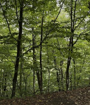 Bosque del Parque Nacional Dilijan, Armenia, fotografiado en septiembre de 2025 por Avetisyan Ani.