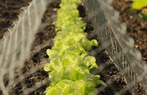 Hortalizas de hojas verdes cultivadas en un huerto cercado; fotografía de archivo de 2023.