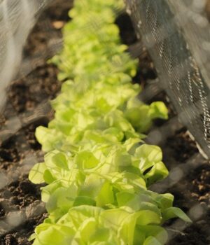 Huerto de hortalizas — archivo, 2023 Hortalizas de hojas verdes cultivadas en un huerto cercado; fotografía de archivo de 2023.