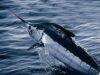 Marlín azul del Atlántico bajo el agua, imagen ilustrativa de la pesca deportiva en Cap Cana