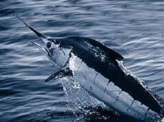 Marlín azul del Atlántico bajo el agua, imagen ilustrativa de la pesca deportiva en Cap Cana