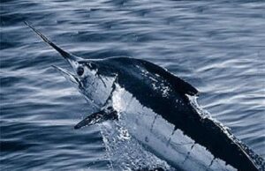 Marlín azul del Atlántico bajo el agua, imagen ilustrativa de la pesca deportiva en Cap Cana