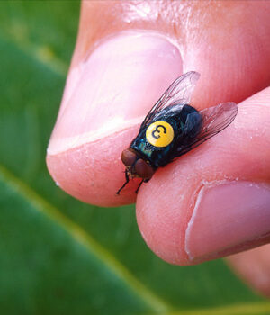Mosca del gusano barrenador, fotografía de archivo de USDA Ejemplar macho estéril de Cochliomyia hominivorax marcado para investigación; fotografía de archivo de Peggy Greb, USDA.