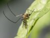 La Altagracia encabeza el país con 109 casos de dengue Mosquito sobre una hoja, imagen ilustrativa sobre prevención del dengue en La Altagracia
