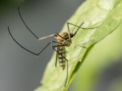 Mosquito sobre una hoja, imagen ilustrativa sobre prevención del dengue en La Altagracia