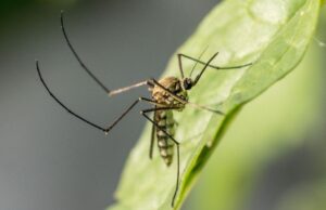 Mosquito sobre una hoja, imagen ilustrativa sobre prevención del dengue en La Altagracia