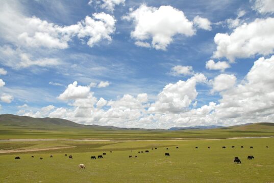 Paisaje de Nagqu, en el Tíbet, con ganado sobre la meseta; fotografía de archivo de 2007.