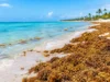 Qué pasa con el sargazo en Punta Cana este año