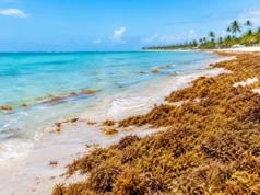 Qué pasa con el sargazo en Punta Cana este año
