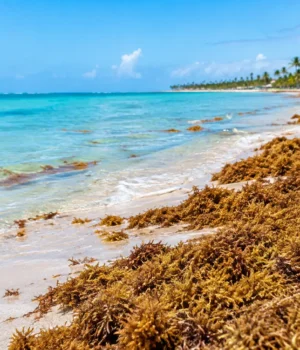 Qué pasa con el sargazo en Punta Cana este año
