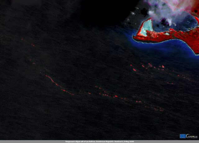 Imagen satelital de archivo que resalta en color rojo bancos de sargazo frente a la costa de República Dominicana en mayo de 2020.