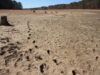 Terreno seco y agrietado rodeado de árboles en Alabama; fotografía de archivo tomada por Bruce Dupree en 2016.