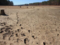 Terreno seco y agrietado rodeado de árboles en Alabama; fotografía de archivo tomada por Bruce Dupree en 2016.