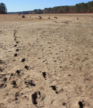 Terreno seco y agrietado rodeado de árboles en Alabama; fotografía de archivo tomada por Bruce Dupree en 2016.