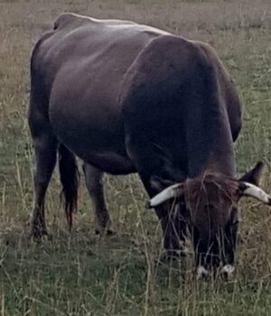 Vaca pastando en Francia; fotografía de archivo de julio de 2020.