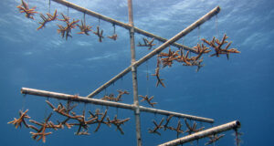 Fragmentos de coral cuerno de ciervo suspendidos en una estructura de vivero submarino
