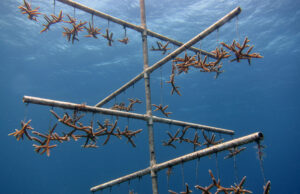 Fragmentos de coral cuerno de ciervo suspendidos en una estructura de vivero submarino