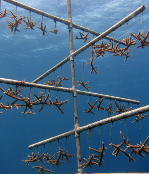 Vivero artificial de coral Acropora, imagen ilustrativa de restauración de arrecifes
