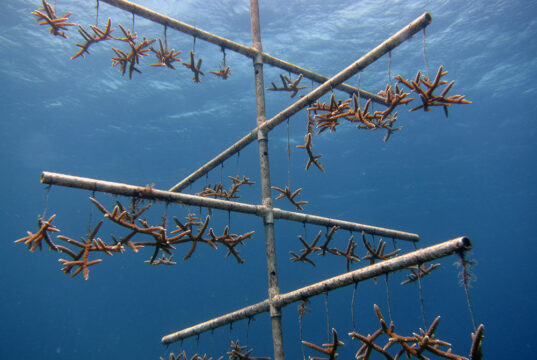Vivero artificial de coral Acropora, imagen ilustrativa de restauración de arrecifes